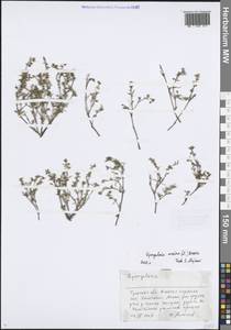 Торичник приморский, Торичник морской (L.) Besser, Восточная Европа, Центральный район (E4) (Россия)