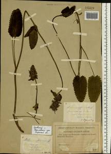 Betonica officinalis subsp. officinalis, Восточная Европа, Центральный район (E4) (Россия)
