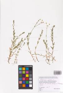 Ясколка полевая L., Восточная Европа, Центральный район (E4) (Россия)