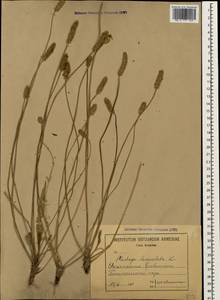 Подорожник ланцетный, Подорожник ланцетолистный L., Кавказ, Армения (K5) (Армения)