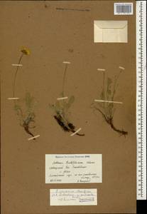 Archanthemis marschalliana subsp. pectinata (Boiss.) Lo Presti & Oberpr., Кавказ, Краснодарский край и Адыгея (K1a) (Россия)