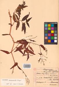 Polygonum ajanense subsp. middendorfii (Kongar) Vorosch., Сибирь, Дальний Восток (S6) (Россия)
