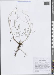 Щавель воробьиный, Щавелек L., Западная Европа (EUR) (Испания)