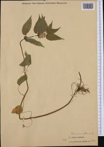 Яснотка белая, Глухая крапива L., Западная Европа (EUR) (Италия)