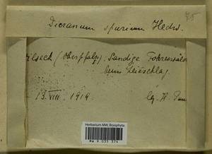 Dicranum spurium Hedw., Гербарий мохообразных, Мхи - Западная Европа (BEu) (Германия)