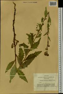 Cirsium arvense var. integrifolium Wimm. & Grab., Сибирь, Алтай и Саяны (S2) (Россия)