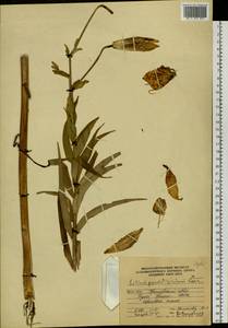 Lilium leichtlinii subsp. maximowiczii (Regel) J.Compton, Сибирь, Дальний Восток (S6) (Россия)