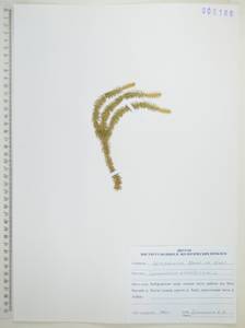 Spinulum annotinum subsp. annotinum, Сибирь, Дальний Восток (S6) (Россия)