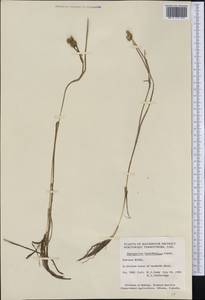 Ежеголовник северный  Laest. ex Beurl., Америка (AMER) (Канада)