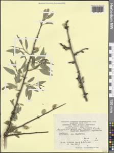 Prunus fenzliana Fritsch, Кавказ, Азербайджан (K6) (Азербайджан)