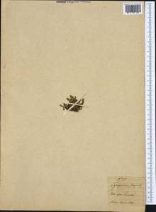 Selaginoides spinulosa (A. Braun ex Döll) Li Bing Zhang & X. M. Zhou, Западная Европа (EUR) (Италия)