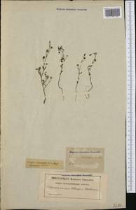 Chaenorhinum minus subsp. minus, Западная Европа (EUR) (Швеция)