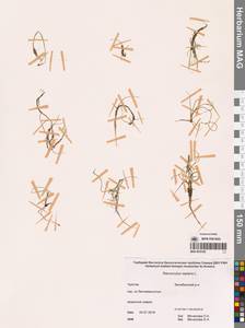 Лютик распростертый, Лютик стелющийся L., Сибирь, Чукотка и Камчатка (S7) (Россия)