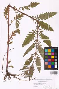 MHA 0 157 799, Зюзник европейский L., Восточная Европа, Западный район (E3) (Россия)