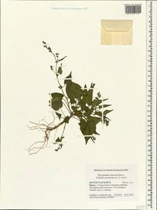 Гречишка вьюнковая (L.) Á.Löve, Крым (KRYM) (Россия)