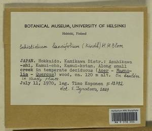 Schistidium lancifolium (Kindb.) H.H. Blom, Гербарий мохообразных, Мхи - Азия (вне границ бывшего СССР) (BAs) (Япония)