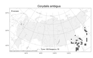 Corydalis ambigua, Хохлатка сомнительная Cham. & Schltdl., Атлас флоры России (FLORUS) (Россия)