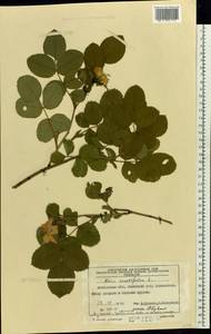 Rosa ×centifolia L., Восточная Европа, Московская область и Москва (E4a) (Россия)