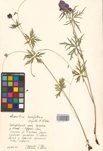Aconitum karafutense subsp. karafutense, Сибирь, Дальний Восток (S6) (Россия)