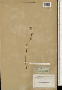 Myosotis dissitiflora Baker, Кавказ (без точных местонахождений) (K0)
