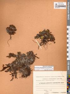 Камнеломка аянская (Sipliv.) Vorosch., Сибирь, Чукотка и Камчатка (S7) (Россия)