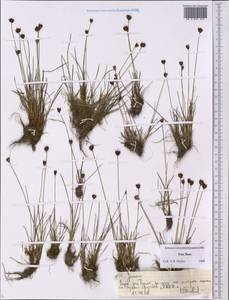 Ситник, Средняя Азия и Казахстан, Северный и Центральный Тянь-Шань (M4) (Киргизия)