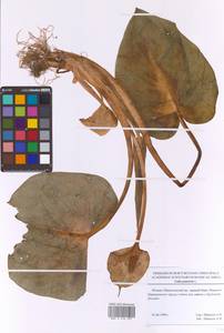 Белокрыльник болотный L., Восточная Европа, Московская область и Москва (E4a) (Россия)