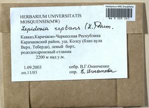 Lepidozia reptans (L.) Dumort., Гербарий мохообразных, Мхи - Северный Кавказ и Предкавказье (B12) (Россия)