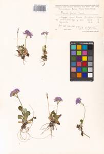 Primula modesta var. fauriei (Franch.) Takeda, Сибирь, Дальний Восток (S6) (Россия)