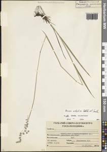 Трясунка средняя L., Кавказ, Северная Осетия, Ингушетия и Чечня (K1c) (Россия)