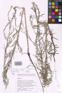 Василек песчаный M. Bieb. ex Willd., Восточная Европа, Ростовская область (E12a) (Россия)