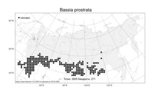 Bassia prostrata, Бассия простертая (L.) Beck, Атлас флоры России (FLORUS) (Россия)