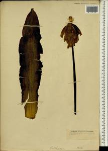Вельтгеймия капская (L.) Redouté, Африка (AFR) (Неизвестно)
