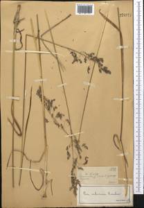 Мятлик сибирский Roshev., Средняя Азия и Казахстан, Джунгарский Алатау и Тарбагатай (M5) (Казахстан)