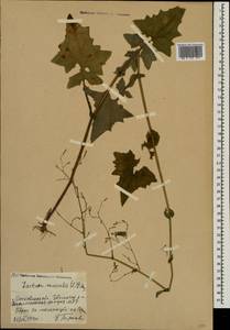 Мицелис стенной (L.) Dumort., Восточная Европа, Московская область и Москва (E4a) (Россия)