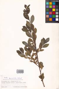 Ива мирзинолистная, Ива чернеющая Salisb., Восточная Европа, Московская область и Москва (E4a) (Россия)