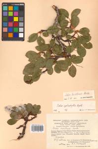 Salix nakamurana subsp. kurilensis (Koidz.) H. Ohashi, Сибирь, Чукотка и Камчатка (S7) (Россия)