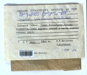 Scapania spitsbergensis (Lindb.) Müll. Frib., Гербарий мохообразных, Мхи - Красноярский край, Тыва и Хакасия (B17) (Россия)