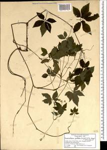 Vanasushava pedata (Wight) P.K. Mukherjee & Constance, Зарубежная Азия (ASIA) (Индия)