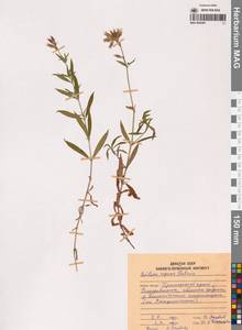 Смолевка ползучая Patrin, Сибирь, Дальний Восток (S6) (Россия)