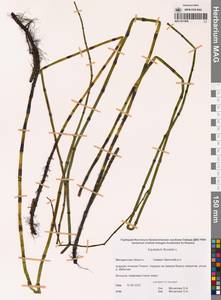 Хвощ приречный, Хвощ топяной L., Сибирь, Чукотка и Камчатка (S7) (Россия)