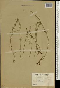 Clinopodium serpyllifolium (M.Bieb.) Kuntze, Зарубежная Азия (ASIA) (Турция)