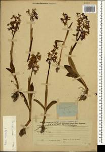 Ятрышник мужской (L.) L., Кавказ, Азербайджан (K6) (Азербайджан)