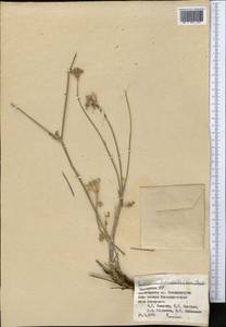 Семеновия разнозубчатая (Korovin) Manden., Средняя Азия и Казахстан, Памир и Памиро-Алай (M2) (Таджикистан)