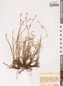 Осока, Сибирь, Чукотка и Камчатка (S7) (Россия)