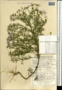 Гетеропаппус алтайский (Willd.) Novopokr., Монголия (MONG) (Монголия)