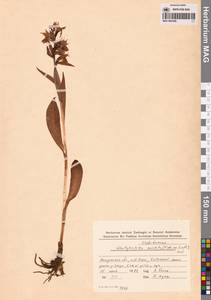 Пальчатокоренник остистый (Fisch. ex Lindl.) Soó, Сибирь, Чукотка и Камчатка (S7) (Россия)