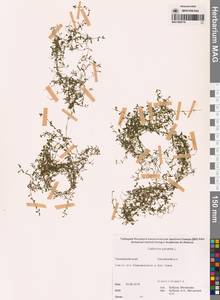 Болотник обыкновенный L., Сибирь, Дальний Восток (S6) (Россия)