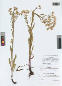 Erigeron brachycephalus H. Lindb., Сибирь, Алтай и Саяны (S2) (Россия)