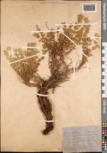 Змееголовник Комарова Lipsky, Средняя Азия и Казахстан, Западный Тянь-Шань и Каратау (M3) (Казахстан)